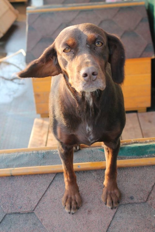 მეტისი კეკე