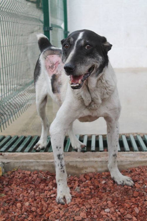 ქართული ქოფაკი უსახელო