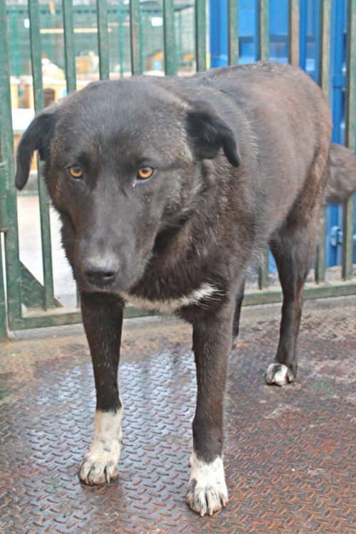 მეტისი უსახელო