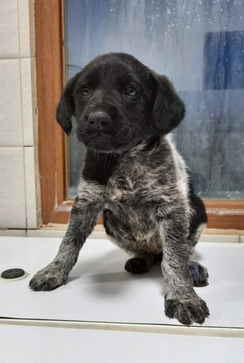 მეტისი კახეთი