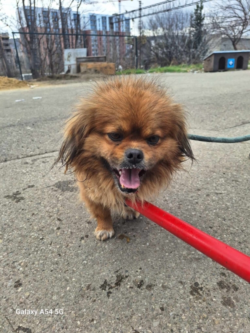 პეკინესი აღმაშენებლის ხეივანი 208 ნომერი