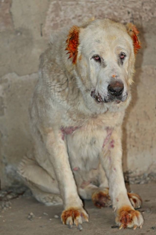 ქართული ნაგაზი ტორა