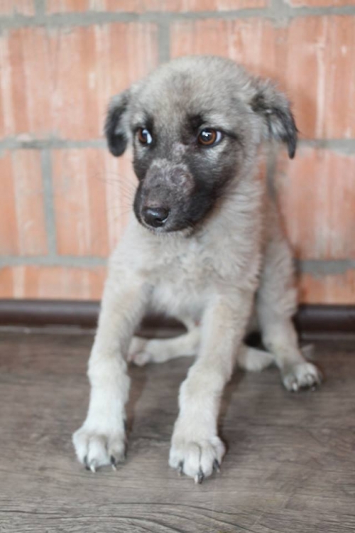 მეტისი უსახელო