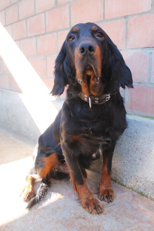 სეტერი უსახელო