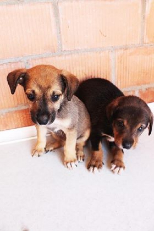 მეტისი უსახელო