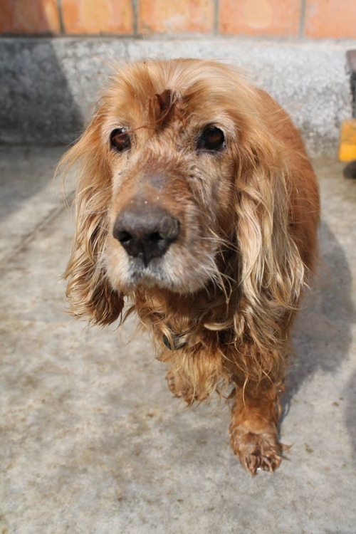 კოკერსპანიელი დობი