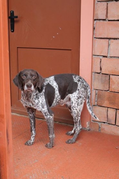 კურცხაარი უსახელო