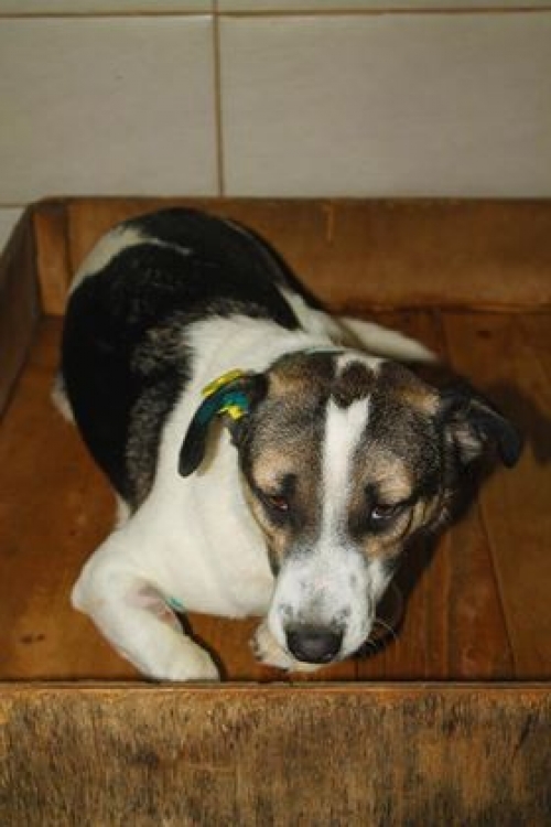 მეტისი უსახზელო