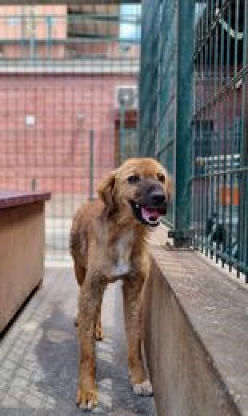 მეტისი ოზურგეთი