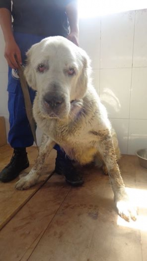 აზიური ნაგაზი ლედი