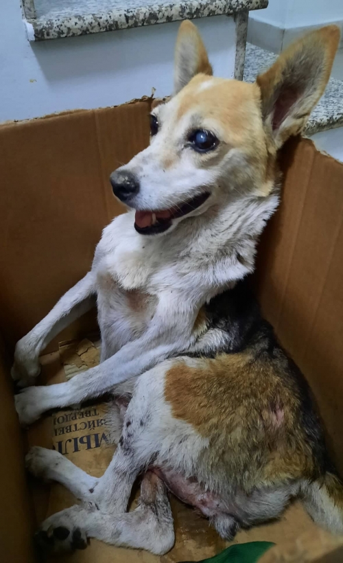 მეტისი სამგირის რ/ნ საცხენისის ქუჩა დევნალთა კორპუსი