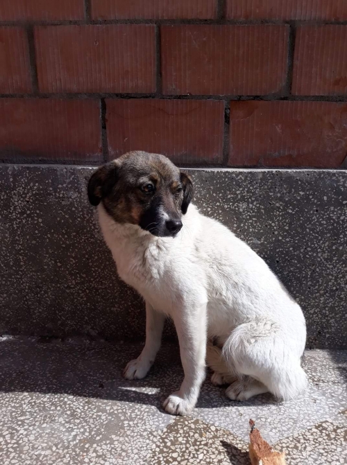 მეტისი დიდილილო