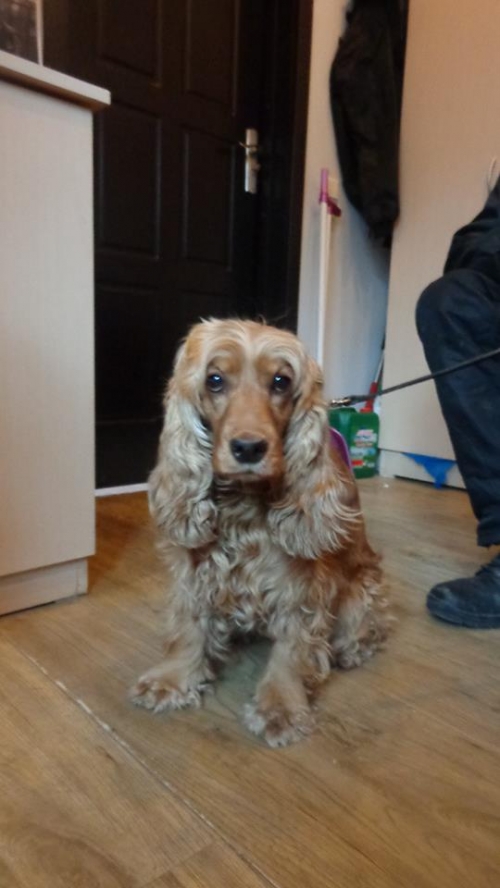 კოკერსპანიელი ნიკი