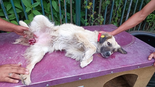 მეტისი ჩააბარა ვიქტორია იარმაკი,, ჩვენთან დადის მოხაკისედ,,