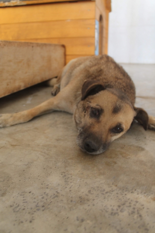 მეტისი უსახელო