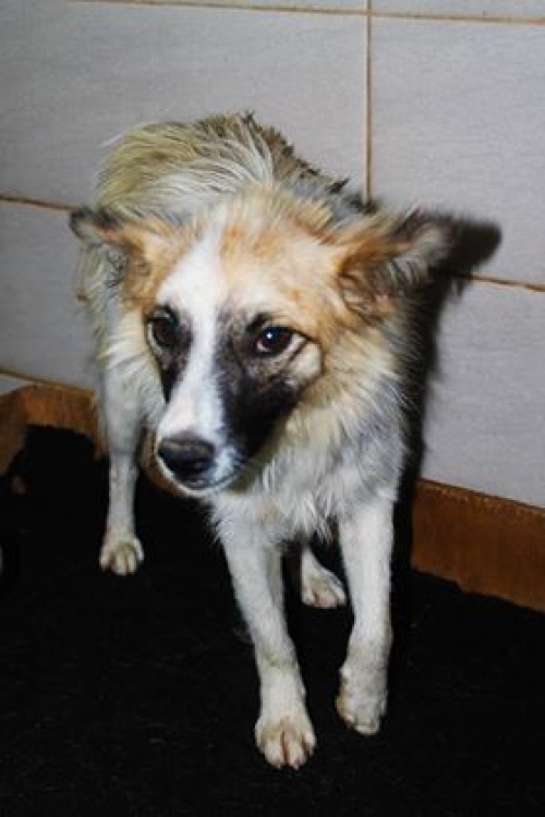 მეტისი უსახელო