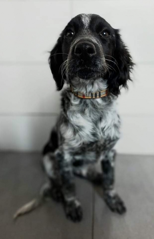 მეტისი ისთ ფოინტი