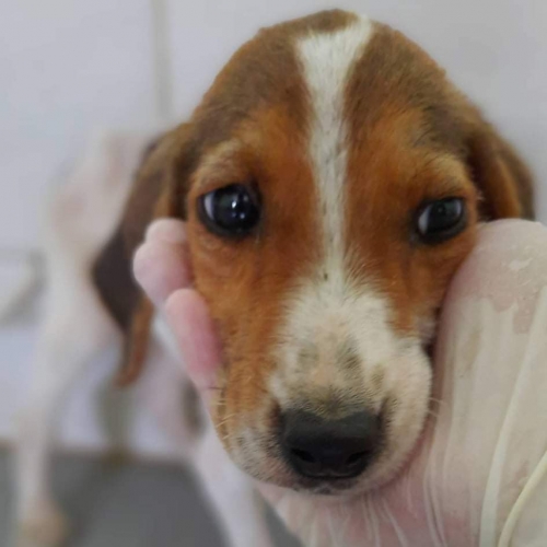 მეტისი მესტია