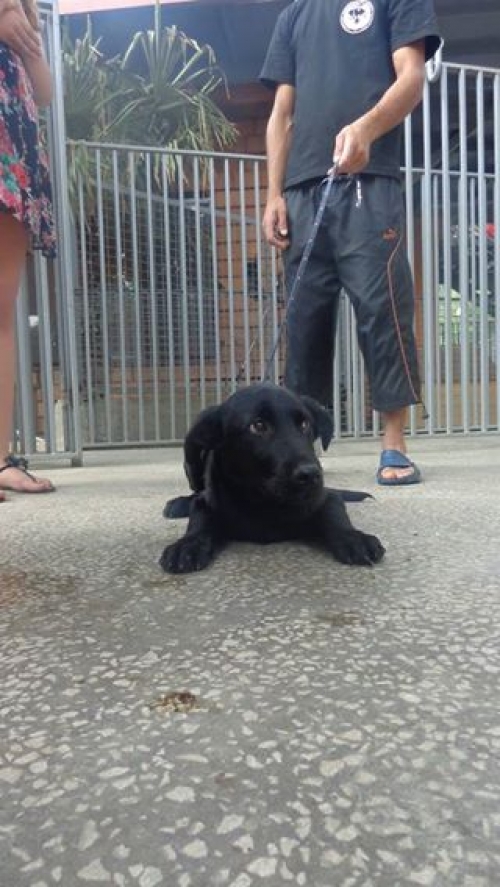 მეტისი უსახელო