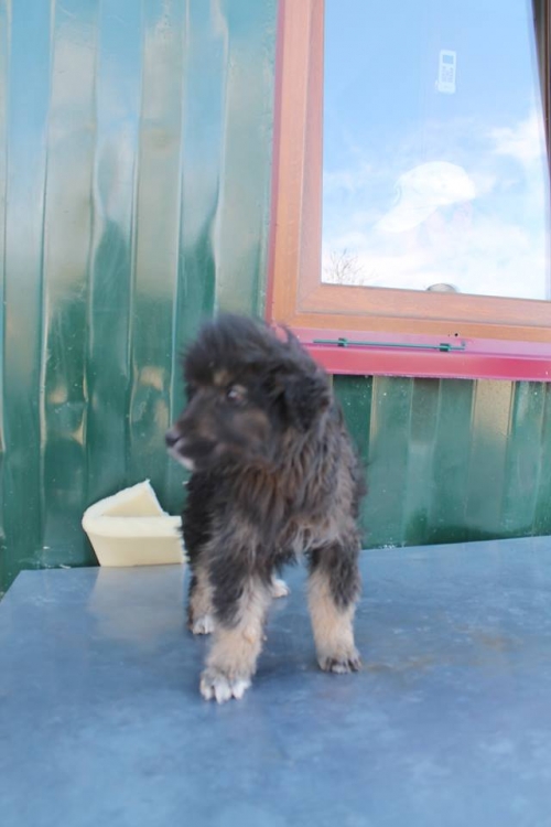 ქართული ქოფაკი უსახელო