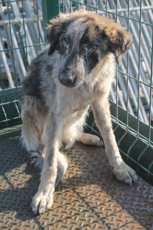 მეტისი უსახელო