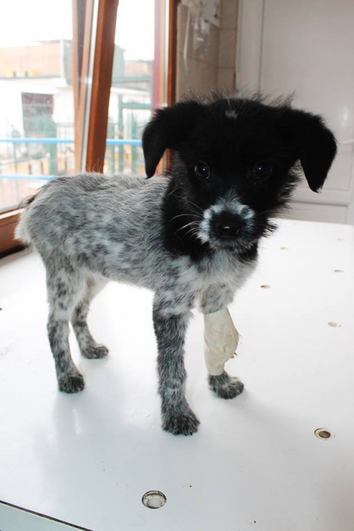 მეტისი უსახელო