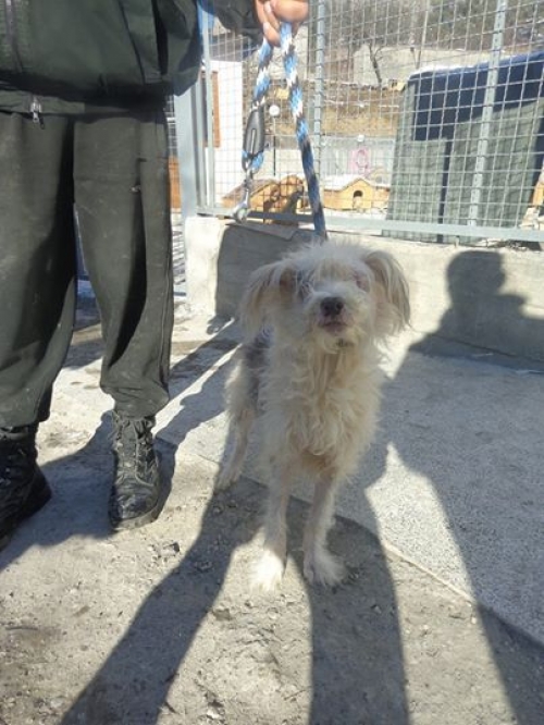 მეტისი ბუკა