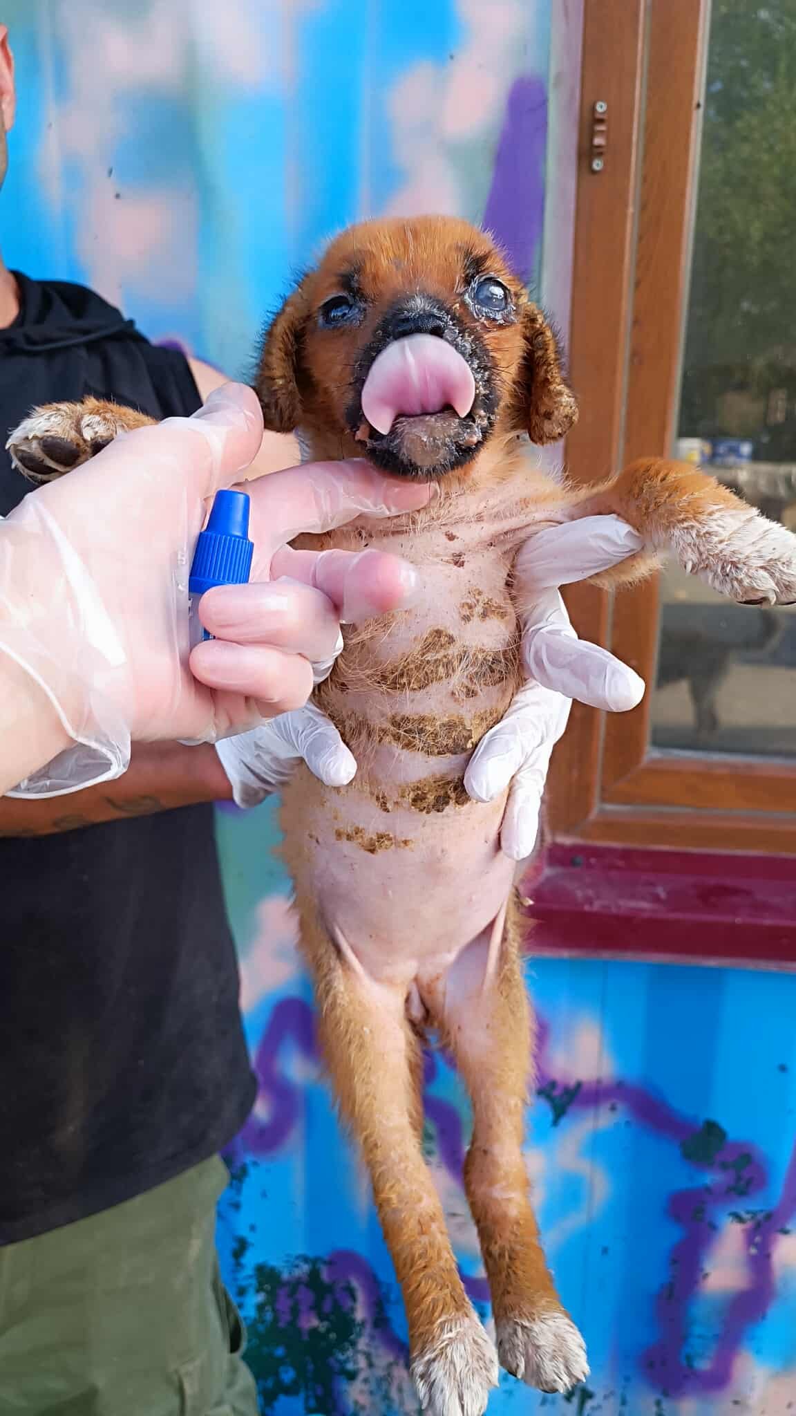 მეტისის ლეკვი. სოფელი დიღომი