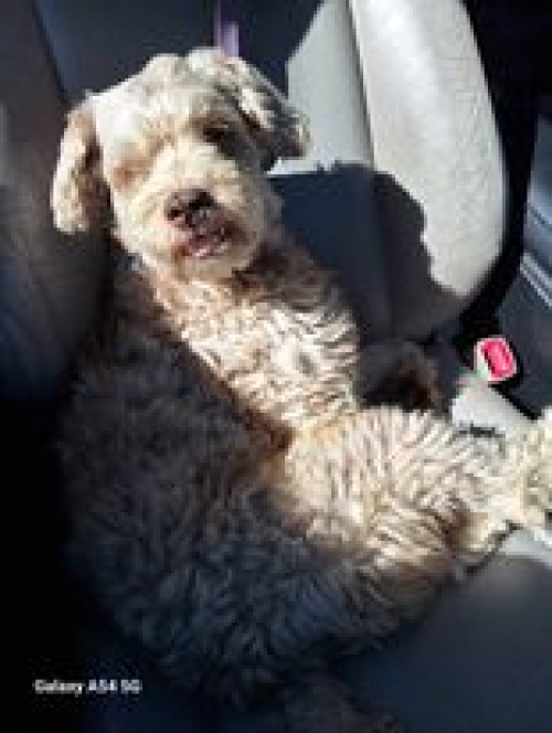 ბალონკა პეკინი