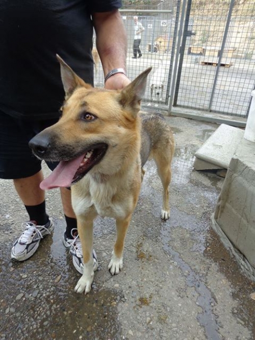 გერმანული ნაგაზი ტესი