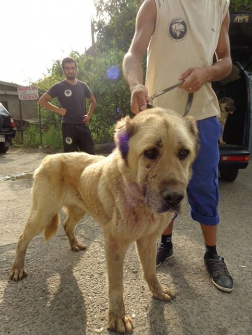 ქართული ნაგაზი უსახელო