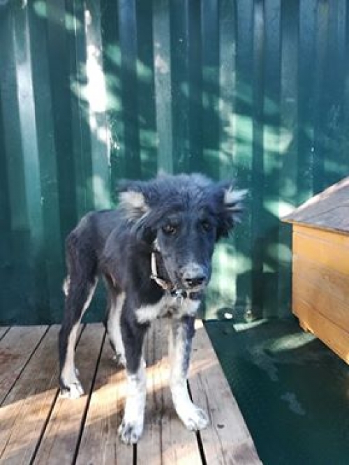 ქართული ქოფაკი უსახელო