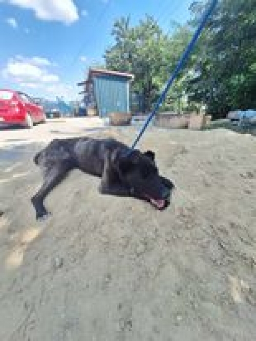 ქართული ქოფაკი ვაზიანი