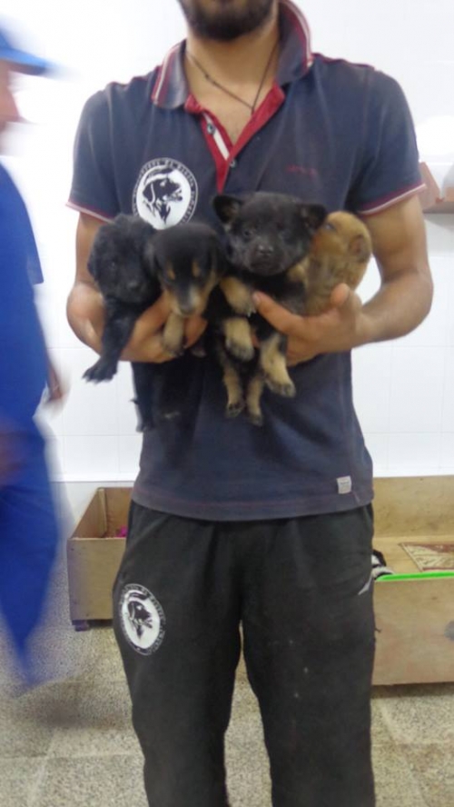 მეტისი უსახელო