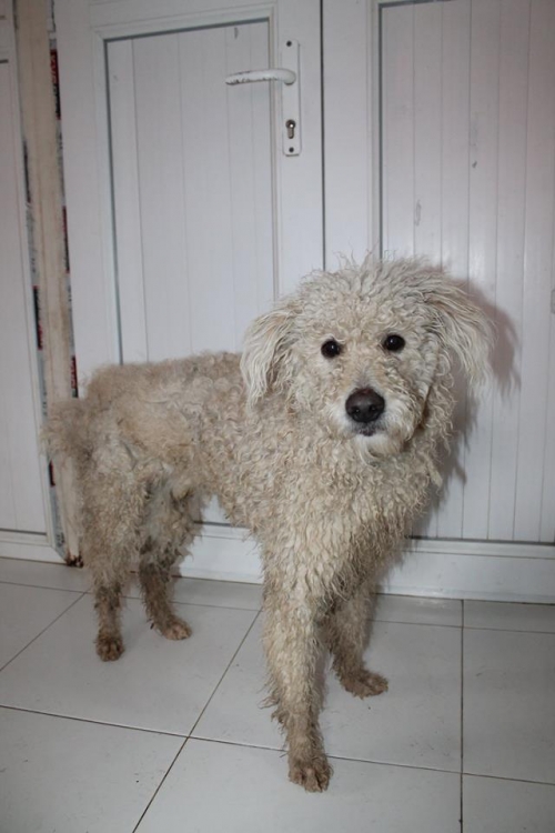 პუდელი უსახელო