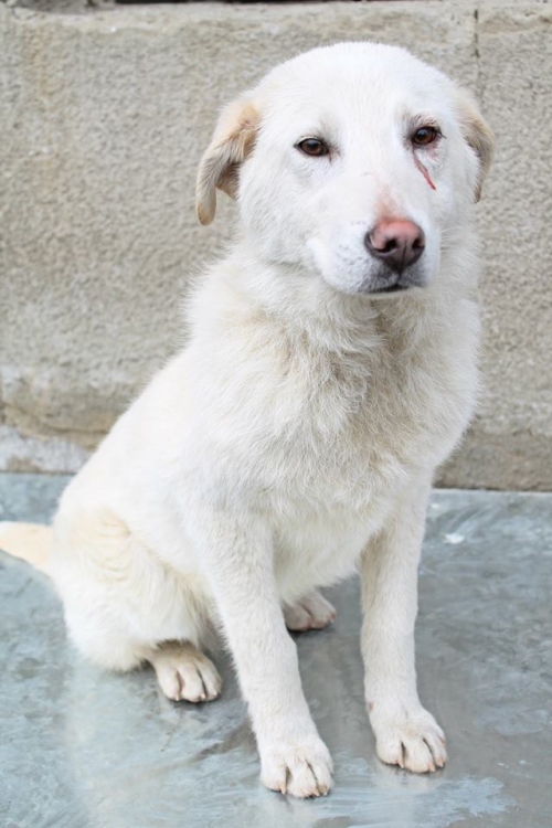 მეტისი დური