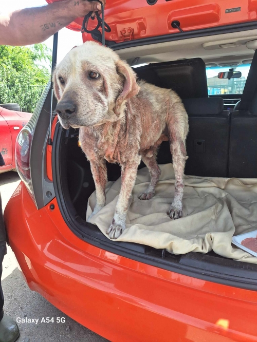 ლაბრადორი ნაძალადევის მეტრო