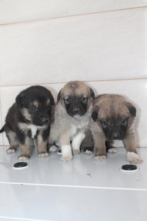 მეტისის ლეკვები უსახელო