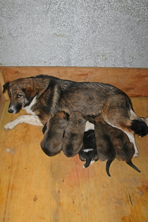 მეტისი ლოლა