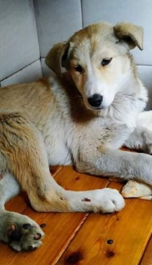 მეტისი ლილო ჰესი