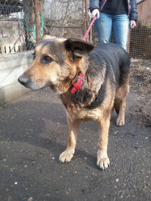 გერმანული ნაგაზი უცნობი