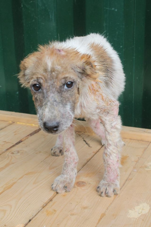 მეტისი უსახელო