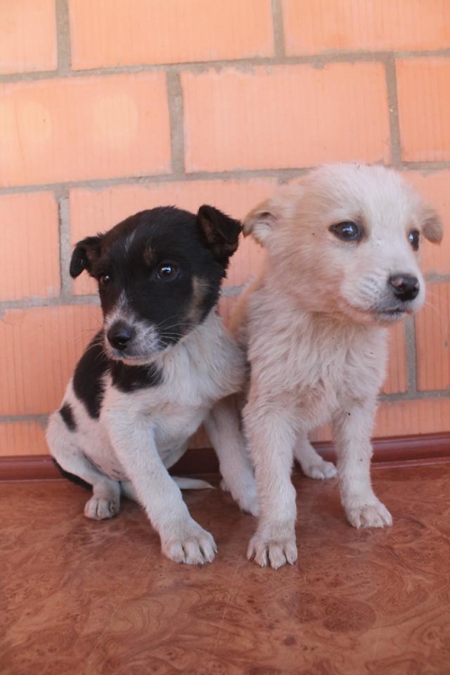 მეტისის ლეკვები უსახელო