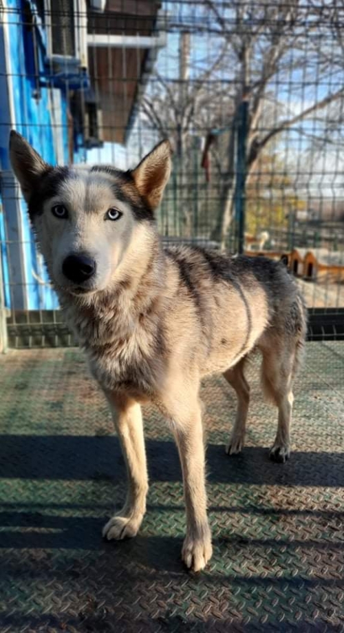 ლაიკა ლუსი