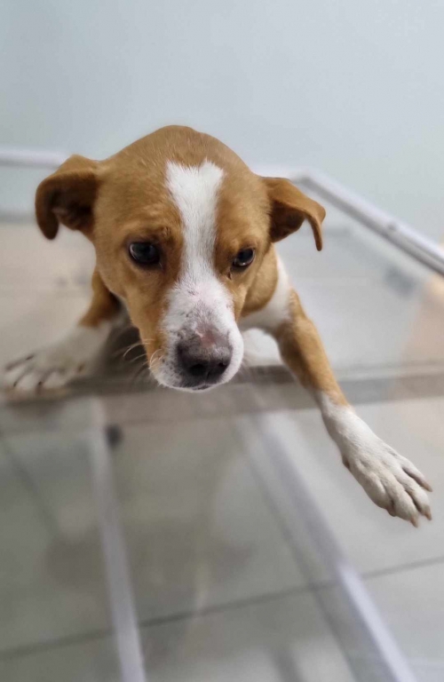 მეტისი საჩხერე