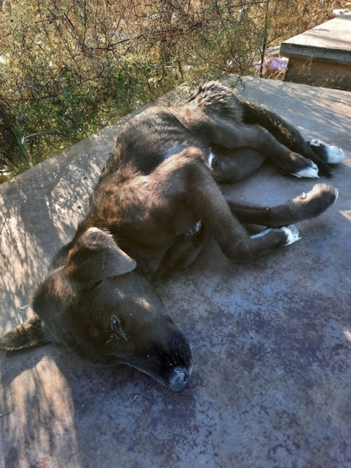 მეტისი ნაპოვნია თავშესაფართან