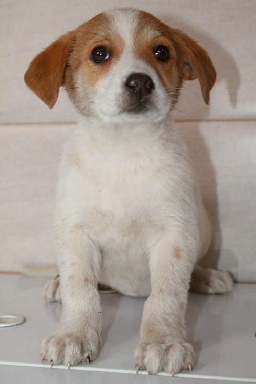 მეტისი უსახელო