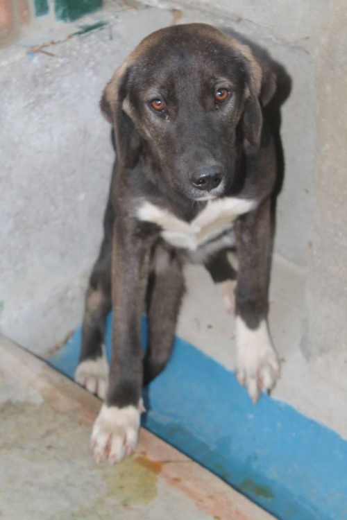 მეტისი უსახელო