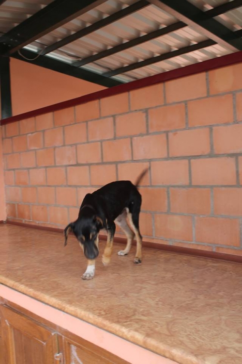 მეტისი უსახელო