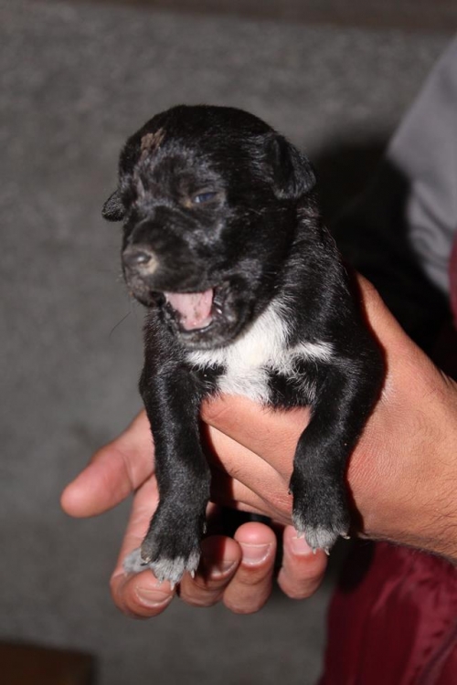 მეტისი უსახელო